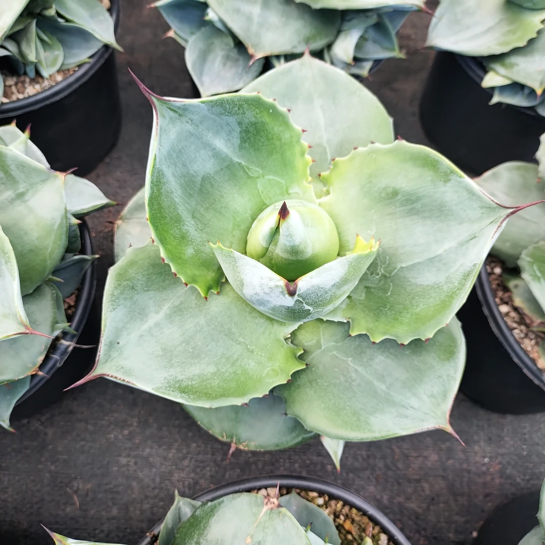 飞碟龙舌兰稀有耐晒20cm  沙生植物多肉植物