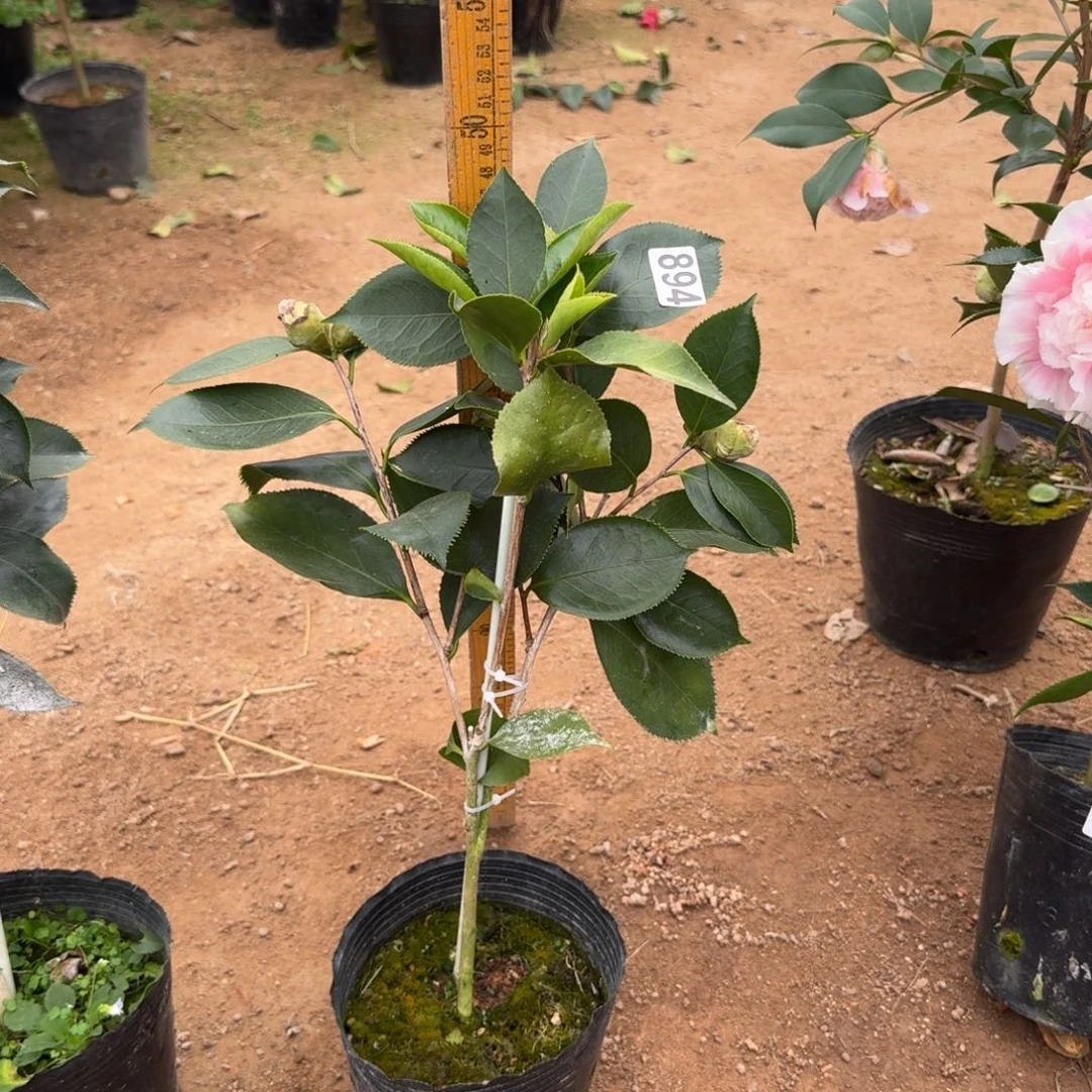 少量花朵（建议范围：2朵-5朵 或40%以下）894赛牡丹