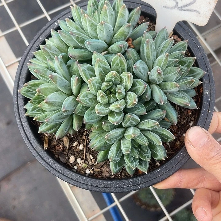 两单包邮，一物一拍32美人