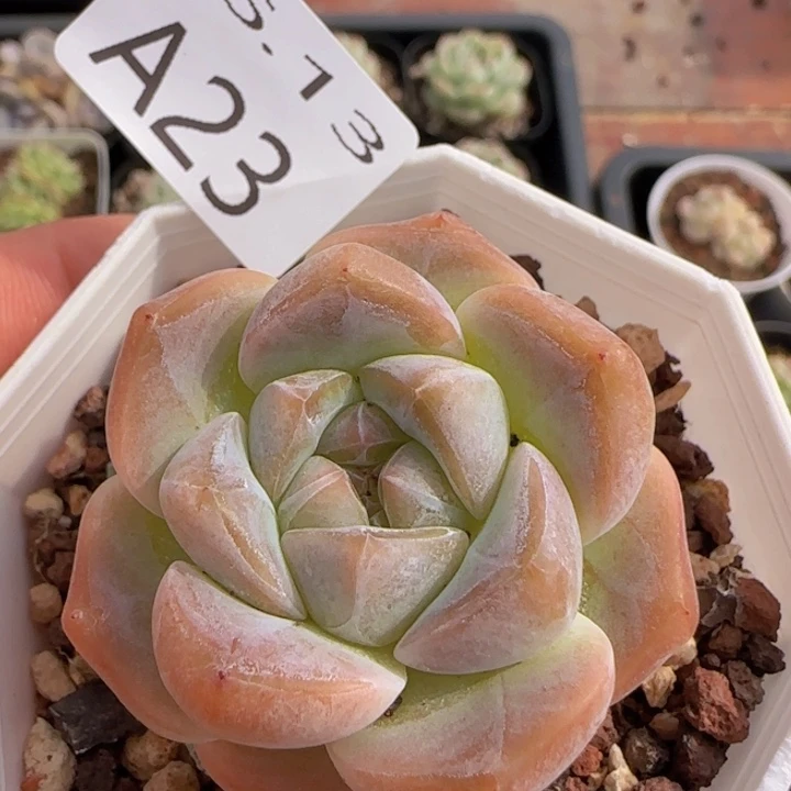 太妃糖单头一颗脱土