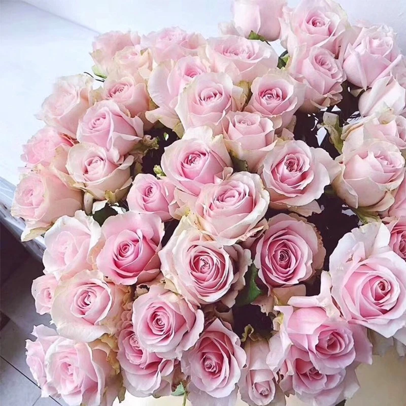 新 粉多头 云南玫瑰花苗大花浓香四季开花月季老根花卉绿植盆栽