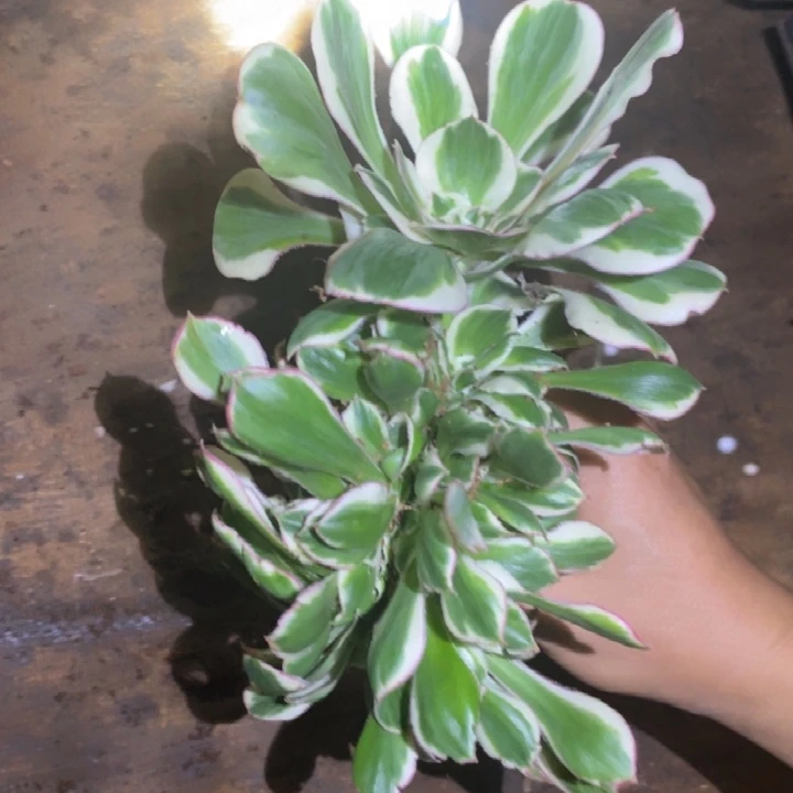 622，燕子朵朵缀化法师