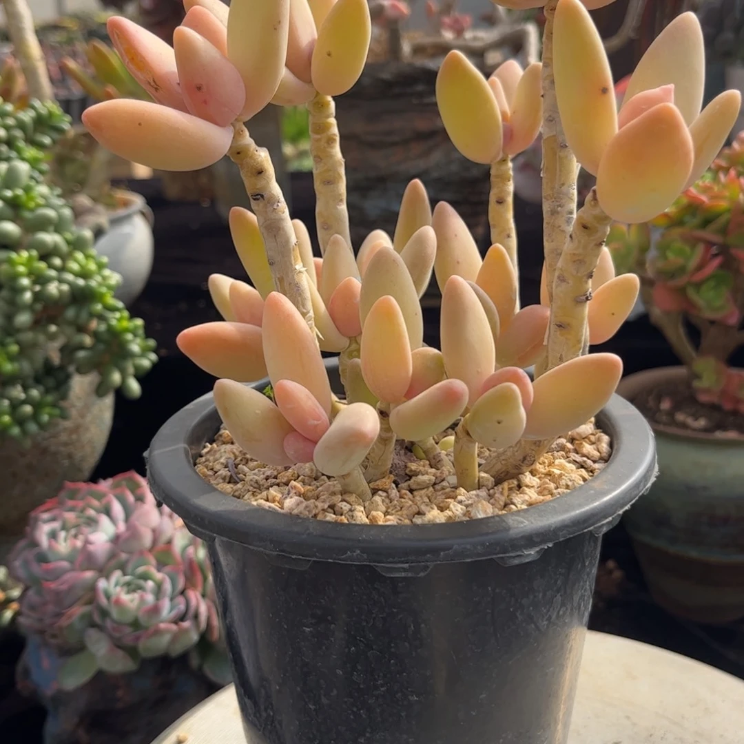 好姑娘多肉园艺，香蕉美人