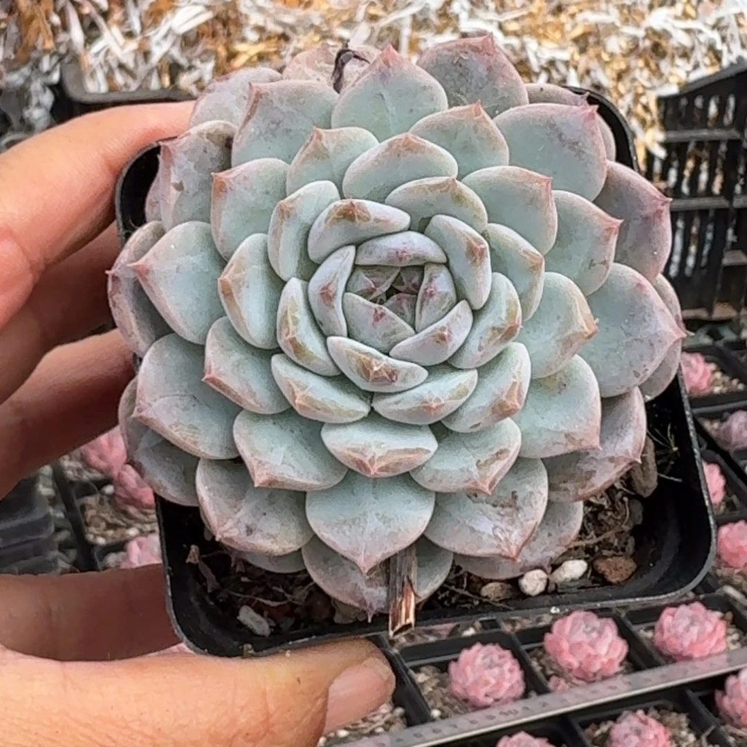 冰糖水晶绿菜6厘米10棵不售后
