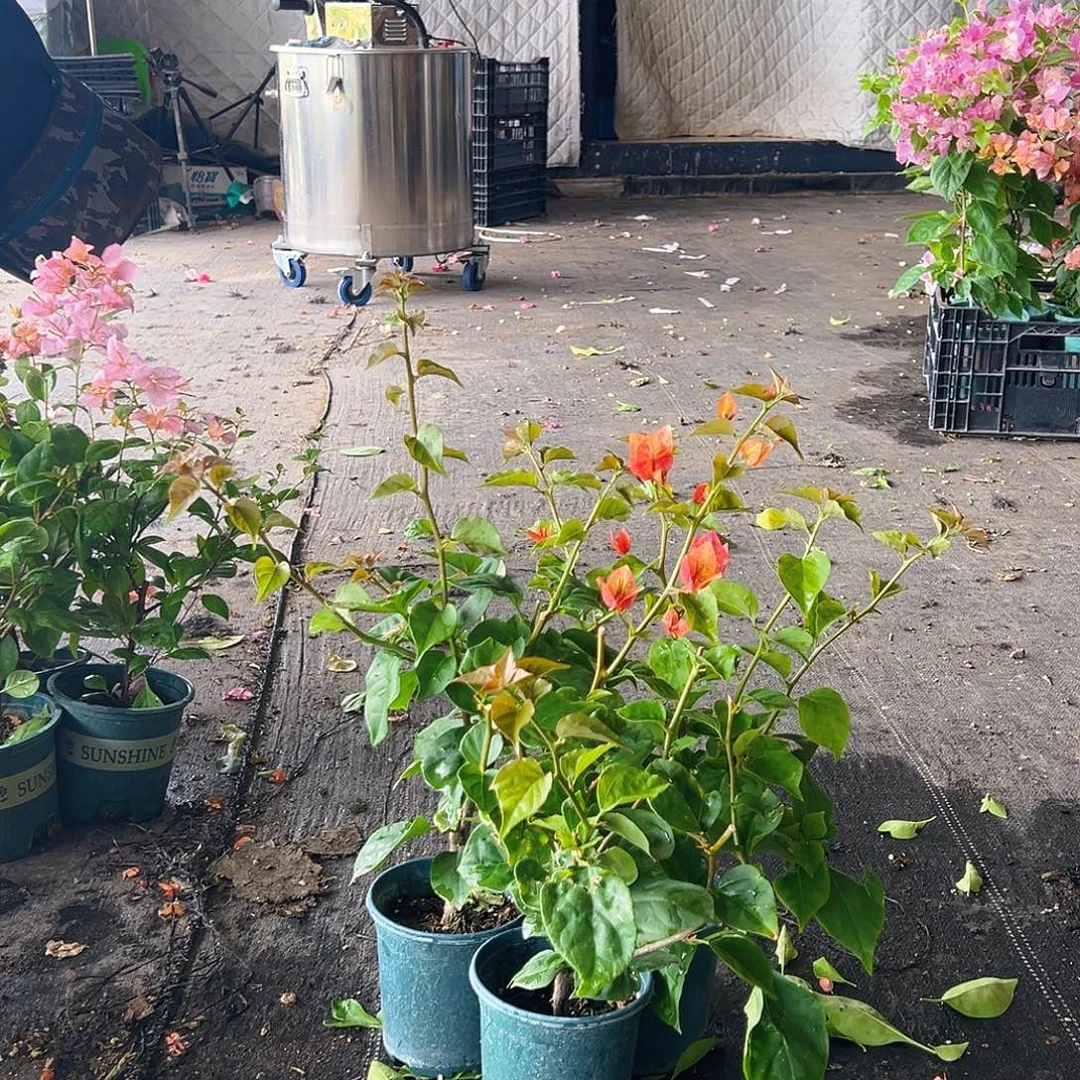 当前无花栽培后可以开花娜吒掌中宝一颗