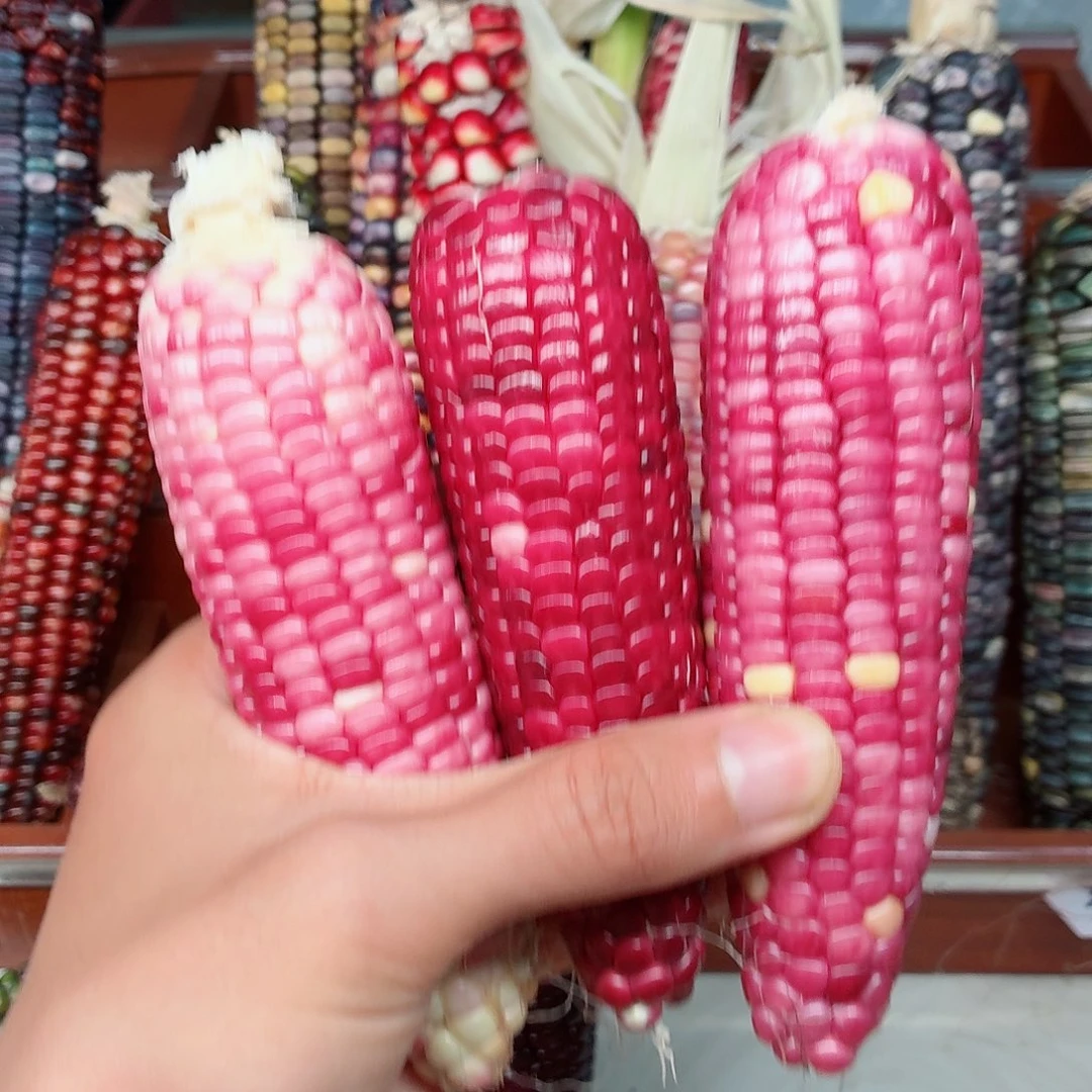 我***哟吊坠白玉菩提文玩玉米毛料精品