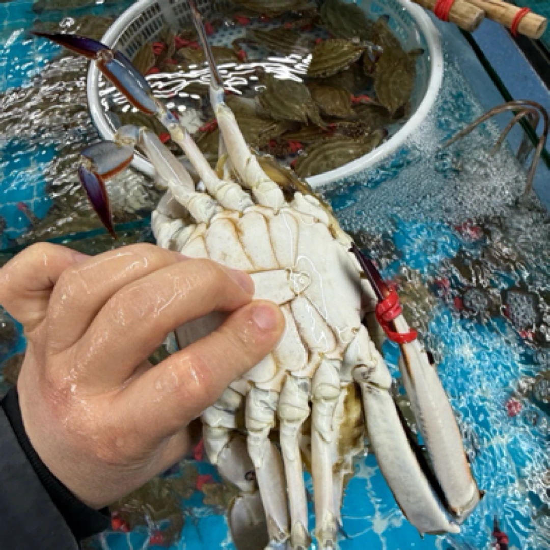 沈阳二平海鲜，东港公飞蟹，3两-6两/只，2斤起【保鲜不保活】