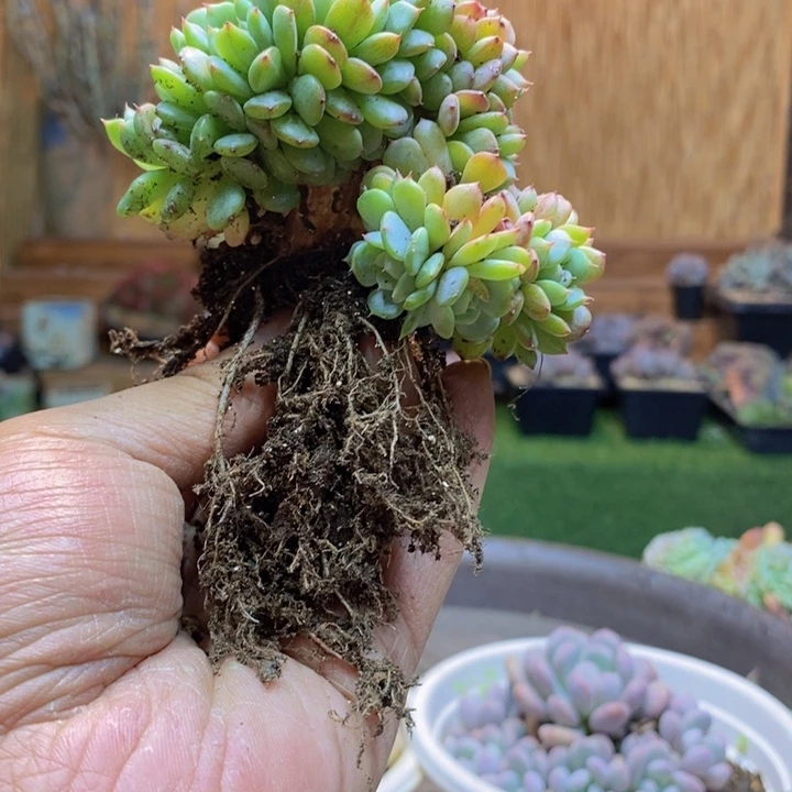 书***女949 号白胖子多肉植物