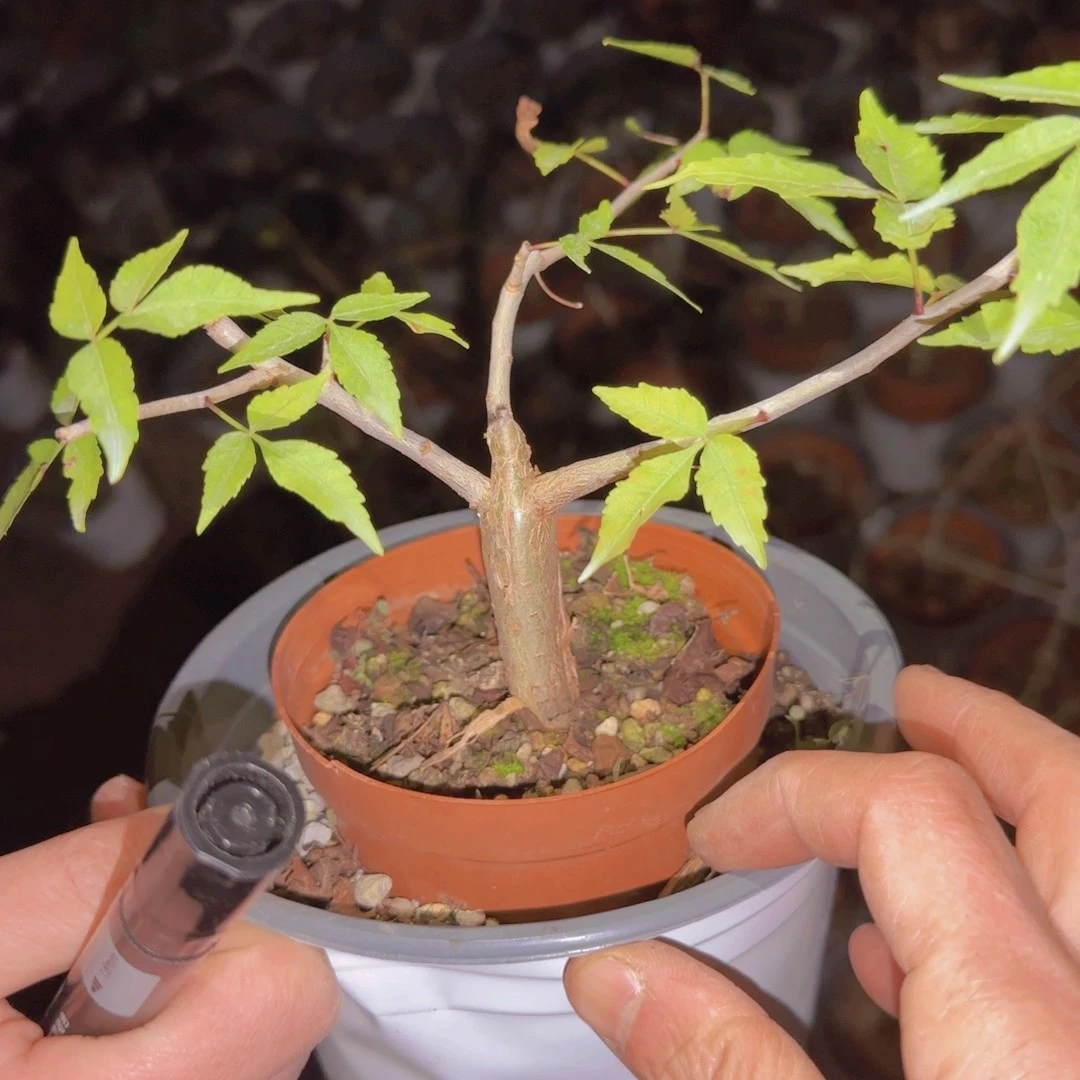 d***b块根植物块根植物