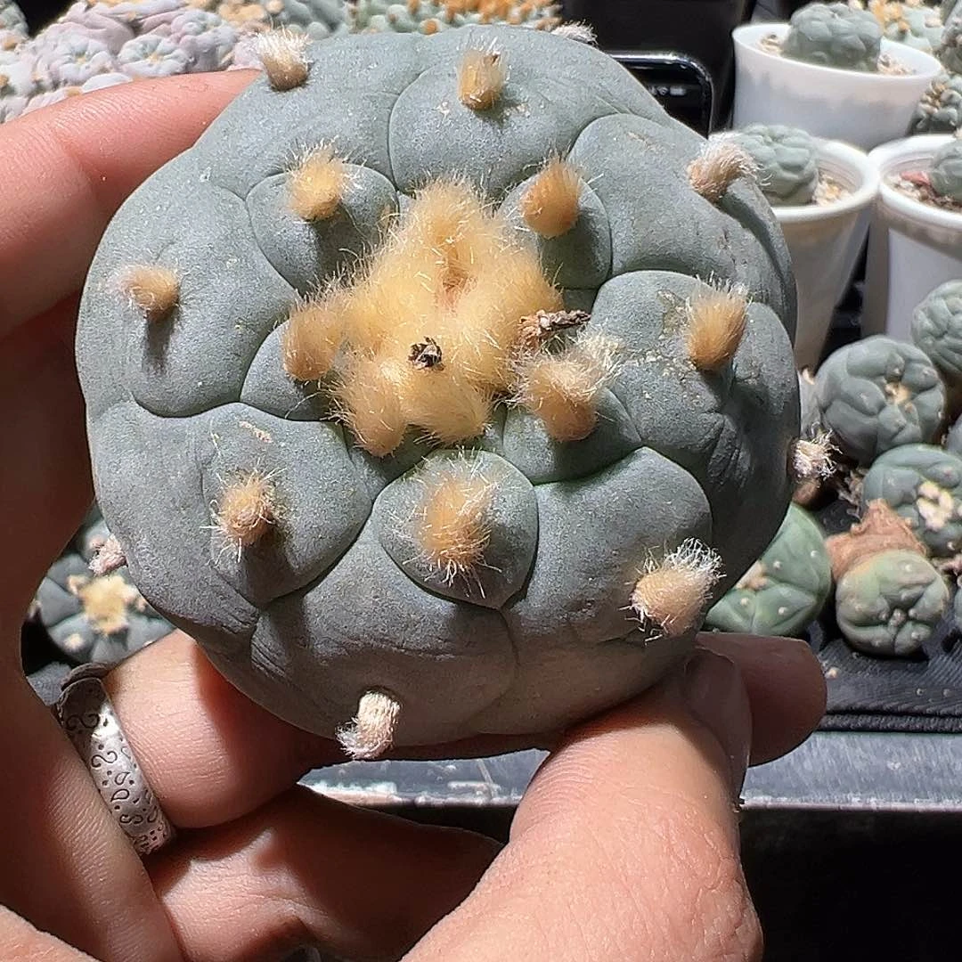 剑*实生大体格子银 仙人球