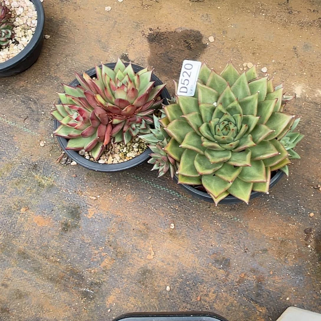 若如东云组拍D520