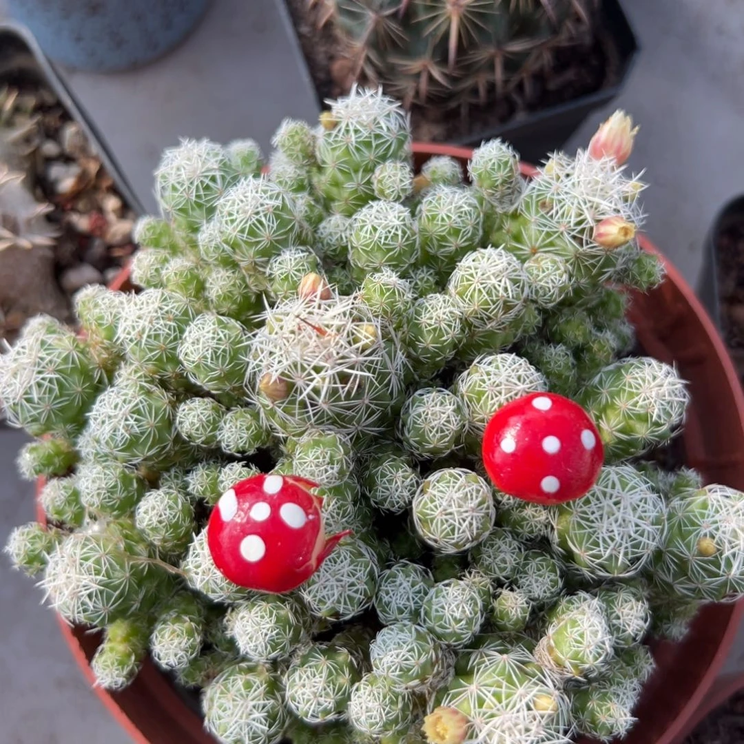 白鸟随机一颗。