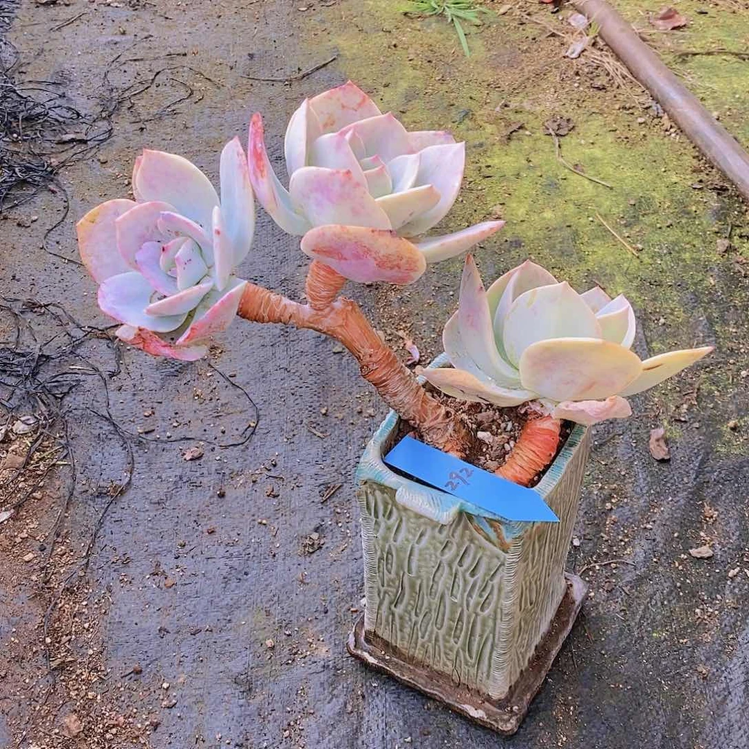 292多肉植物老桩