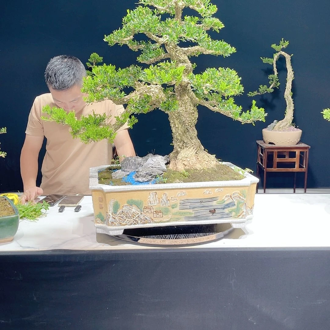 当前无花栽培后可以开花