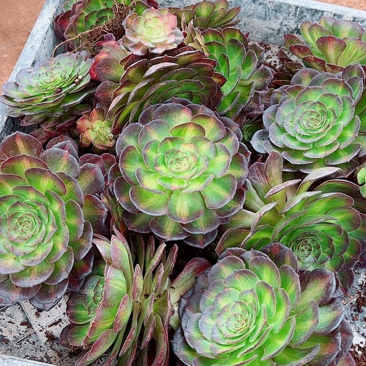 海王七彩多肉植物大战