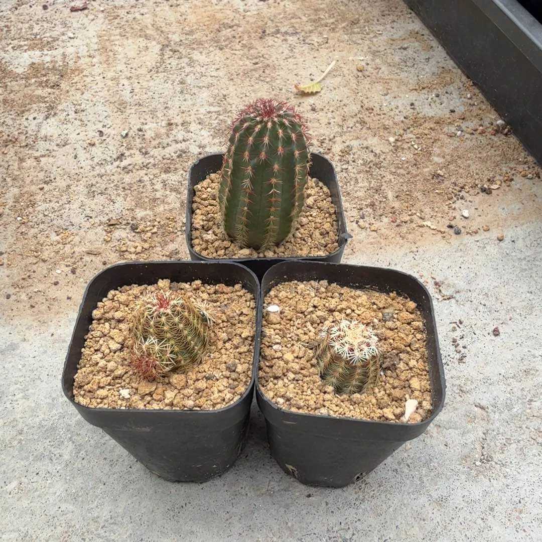 寒***梦青花虾3棵仙人球球