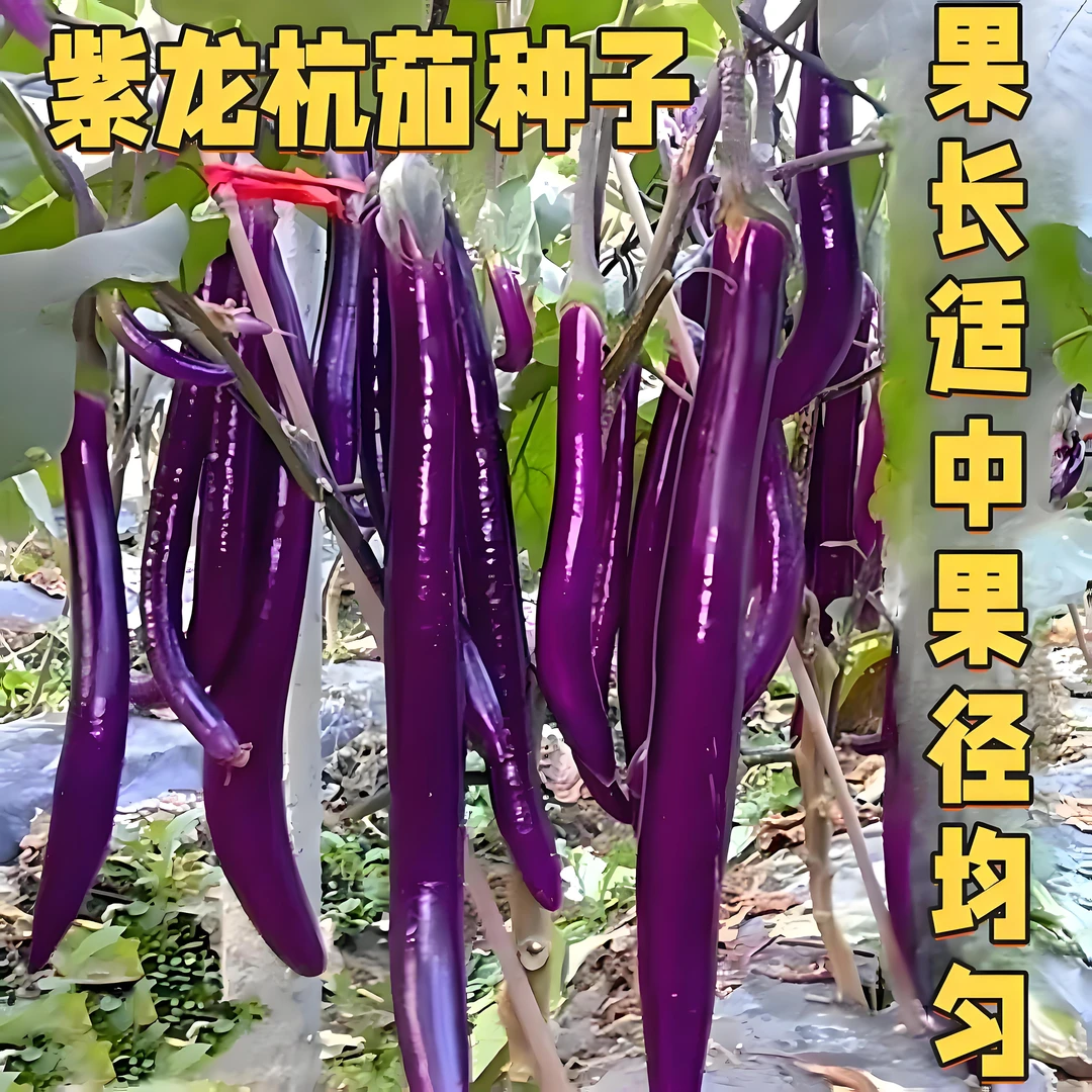 紫龙杭茄子种子紫红长茄子种籽早熟细长型线茄种春秋蔬菜种子