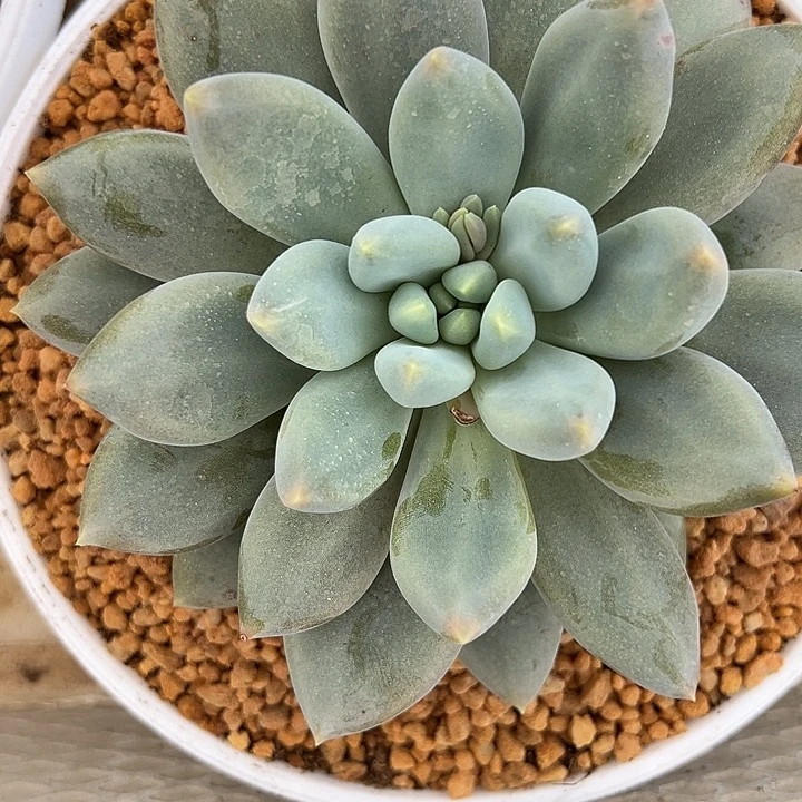 大单头哥特一棵树