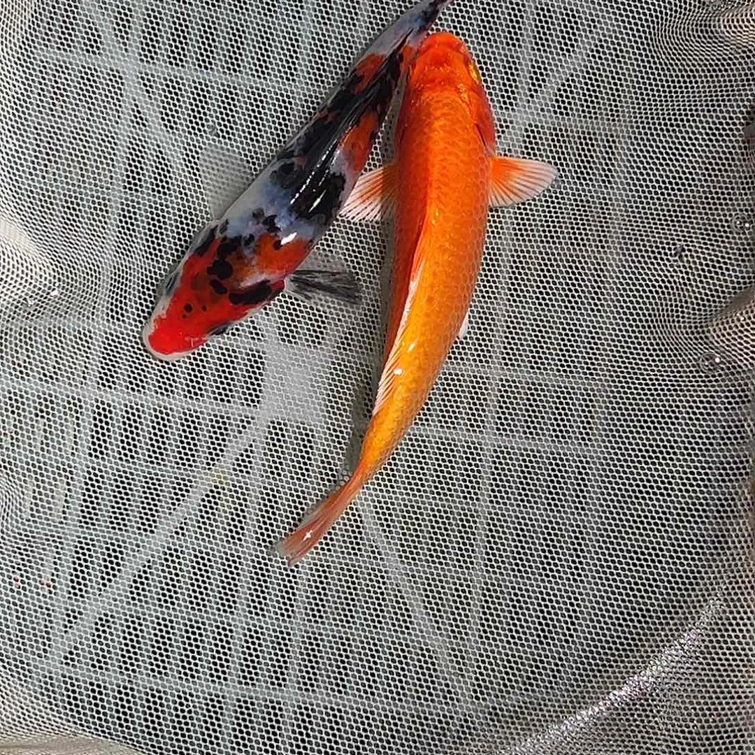 锦鲤锦鲤观赏鱼1111