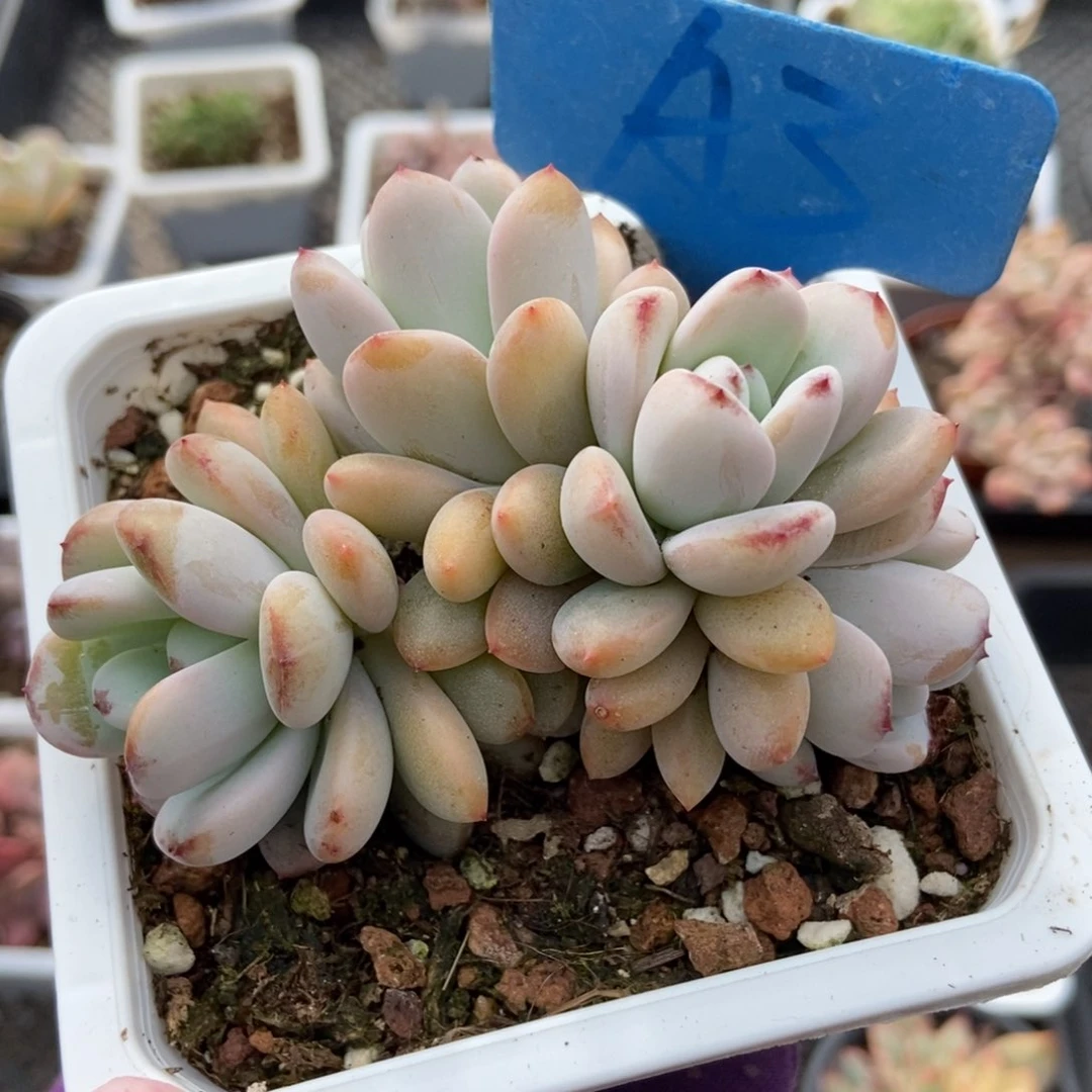 3星星雪多肉植物保护