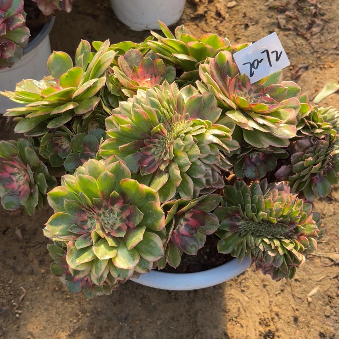 11-20-72荔枝缀化法师锦