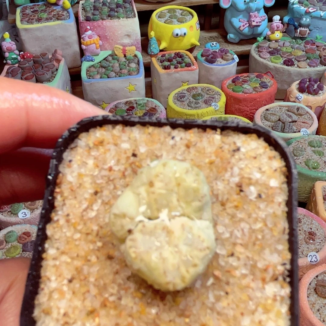 238。88888888888888888888