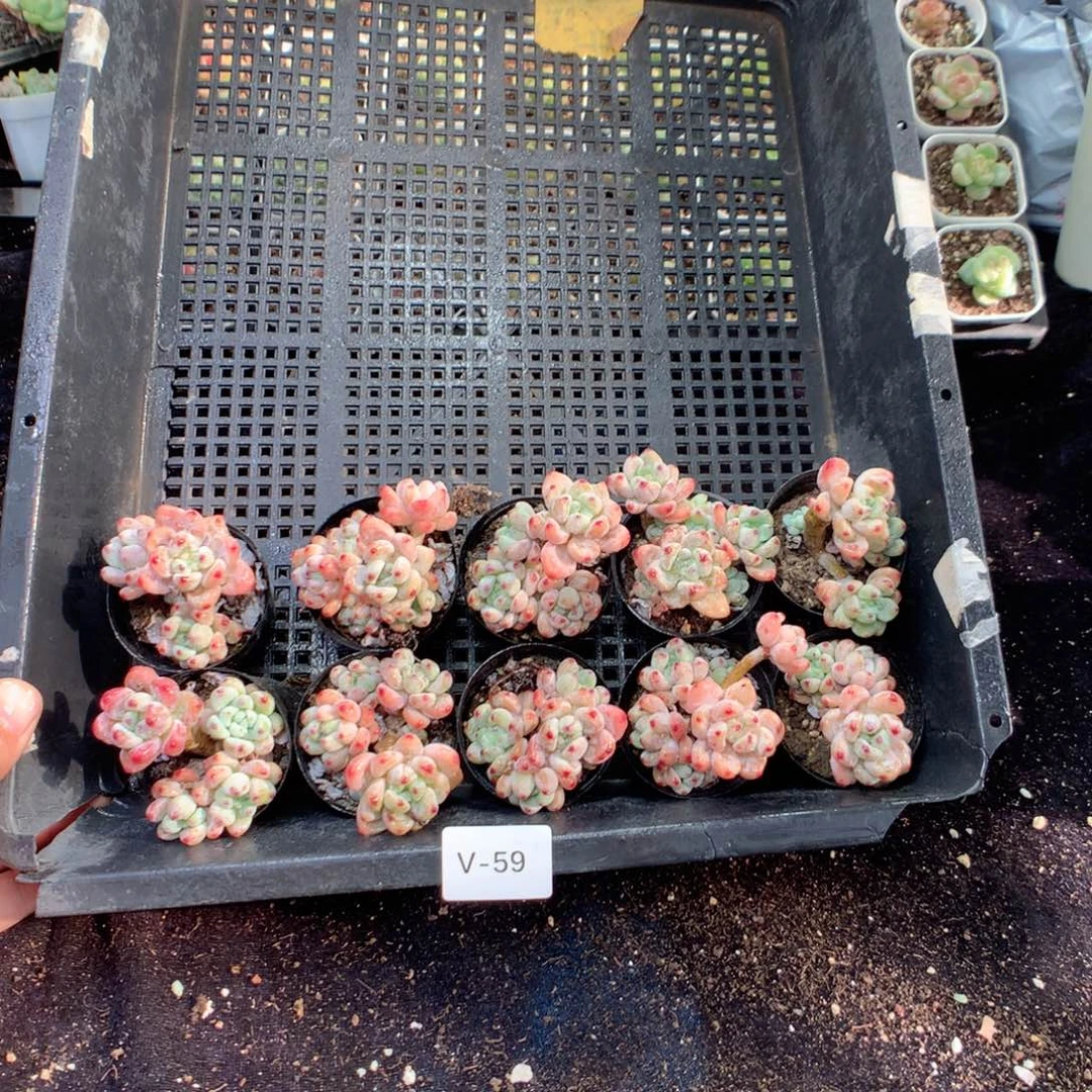 无花朵V59英语英语