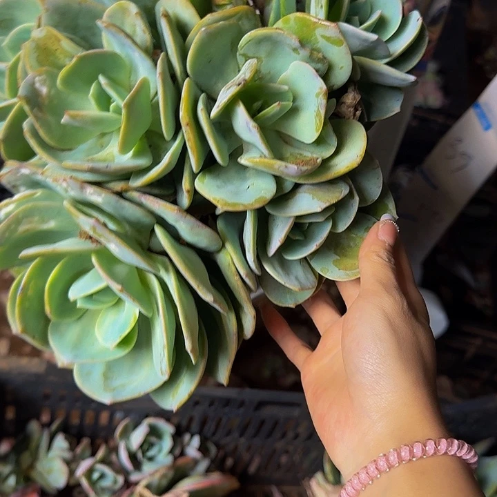 阿***成白凤 一颗 不包损35号