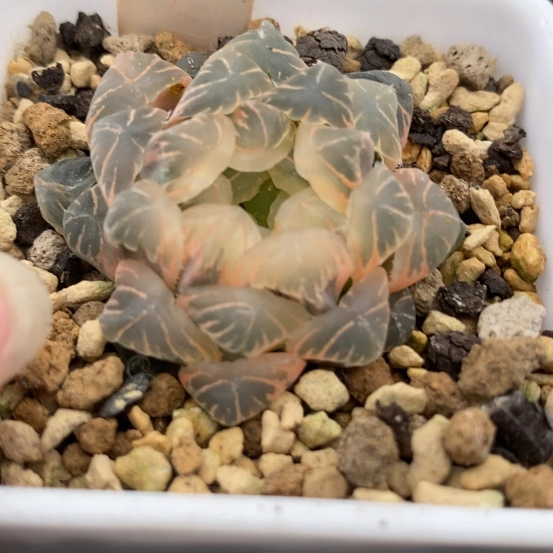 530糊斑湖水玉露锦一物一拍