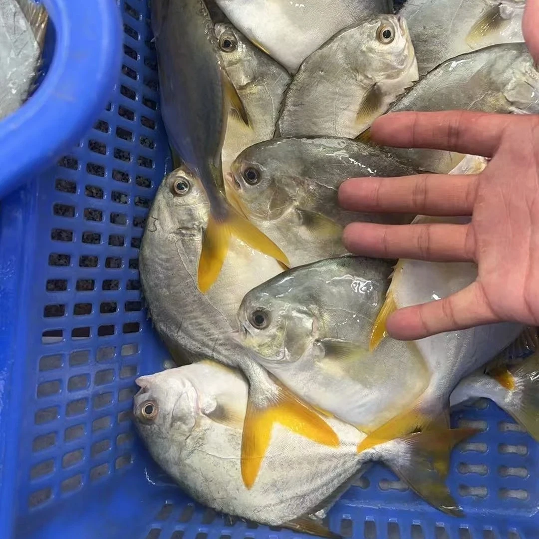 小金昌 金鲳鱼 海鲜 广东阳江发货