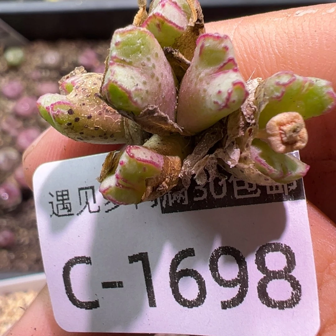 多肉植物1111111111111