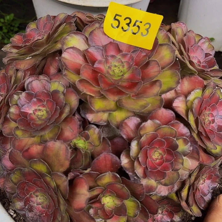 哈哈多肉葡萄福利5353