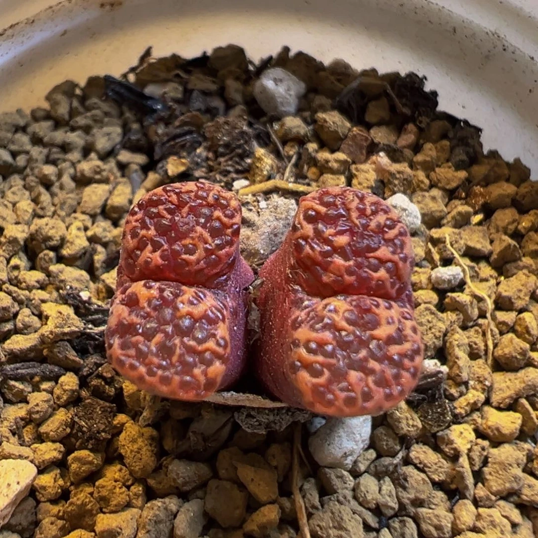 89多肉植物百科知识