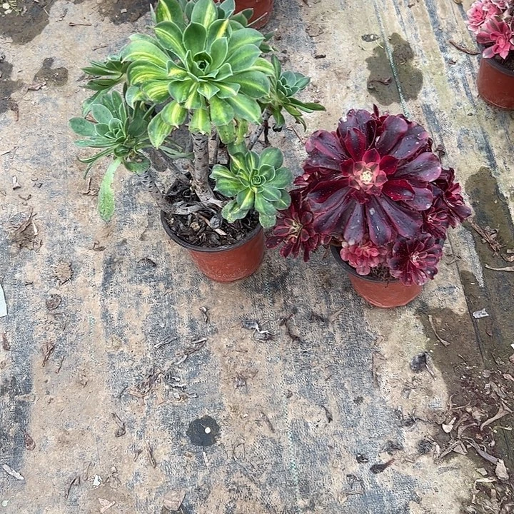 汉***包一单包邮不包侧枝57