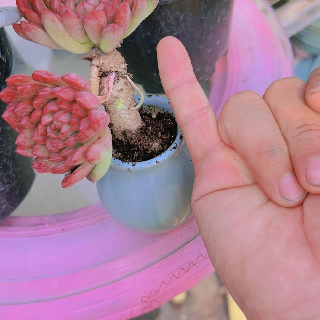 【闪购商品】光*姐2号红宝石