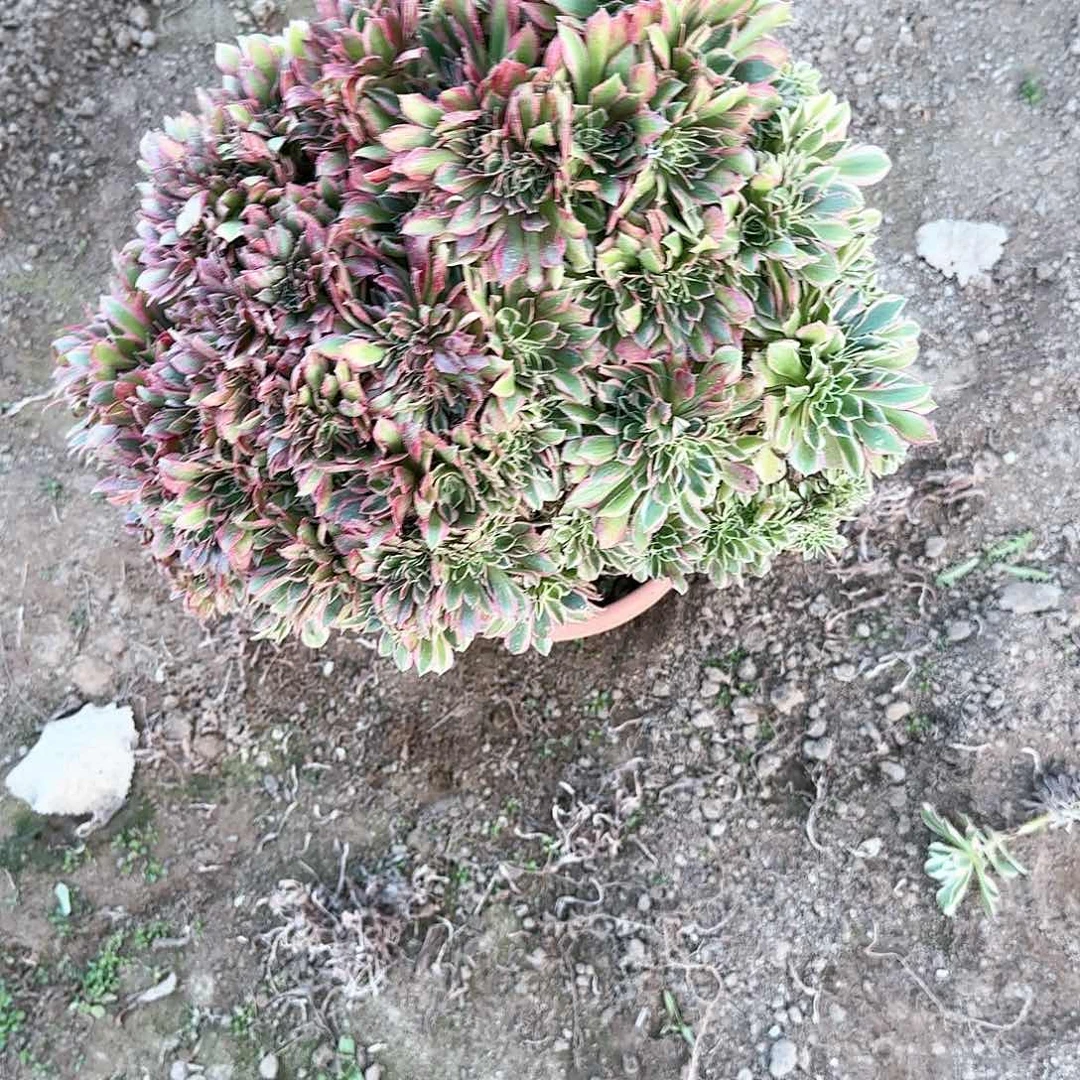 佛***?缀话吞吐发货缀话