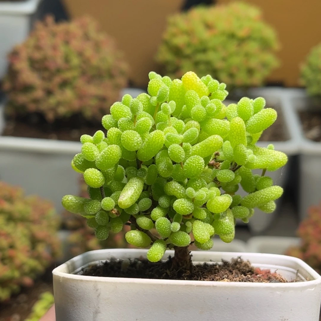 11金桔优选枝干番杏