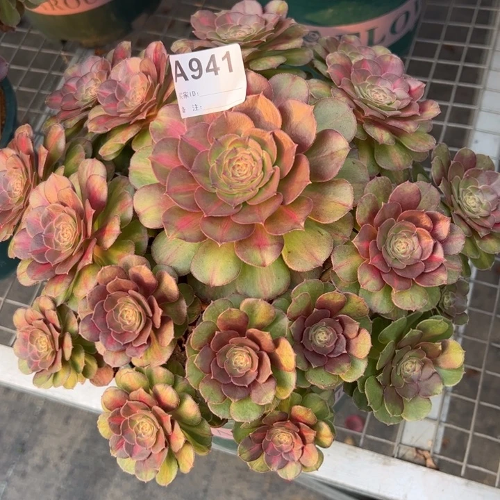 941抹茶25厘米左右