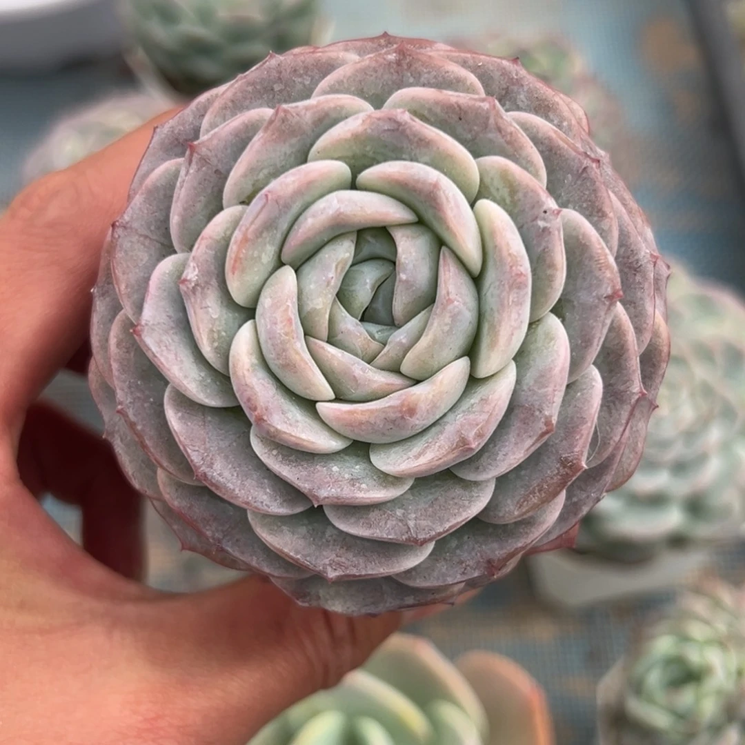 多肉植物一物一拍（43号）