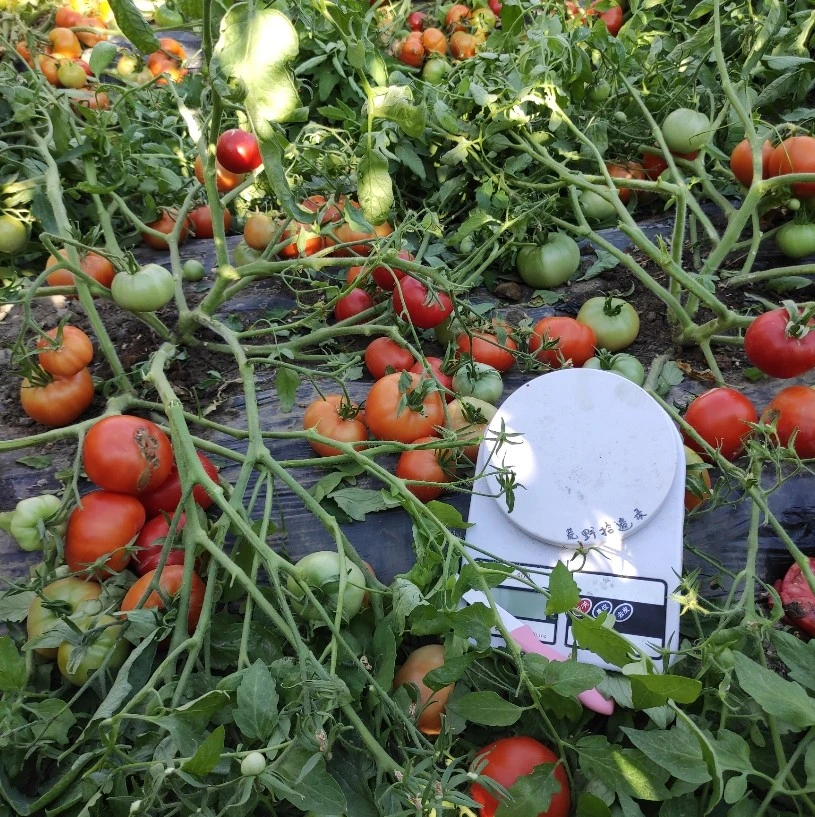 蒙古矮人种子5粒【矮化爬蔓】适合盆栽阳台老品种 可自留种