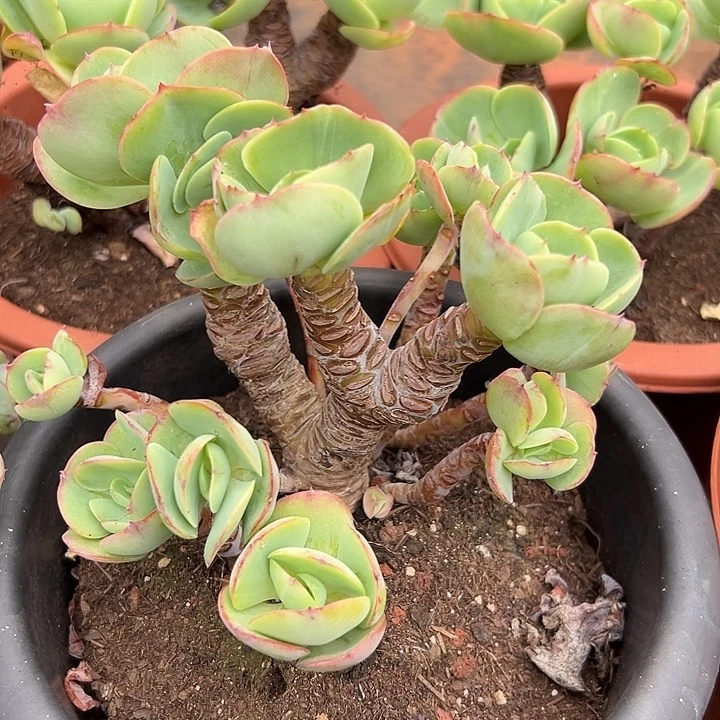 鸡蛋碧桃。