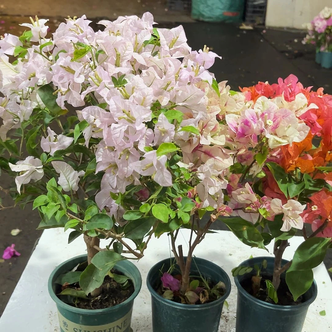 完全开放苹果花，章红英，波妹