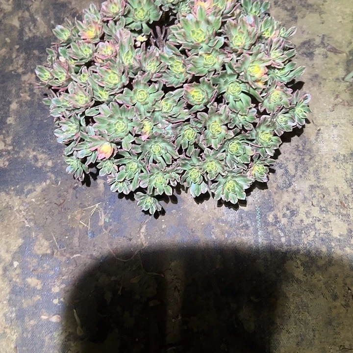 不包侧枝一物一拍78