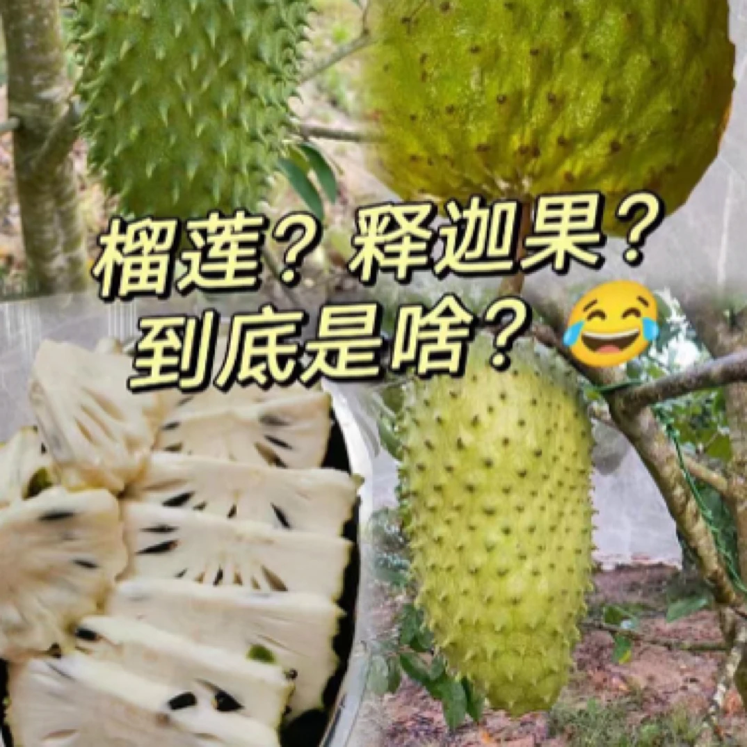 红毛榴莲嫁接苗刺果番荔枝