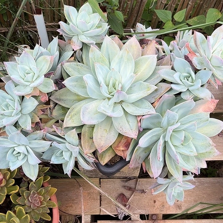 S***n多肉植物一物一拍