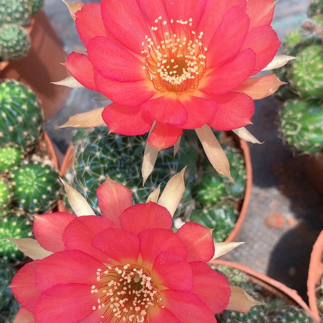 2296实生丽花10公分杯