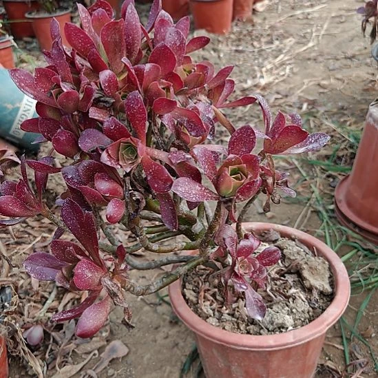 忆江南加急发货16