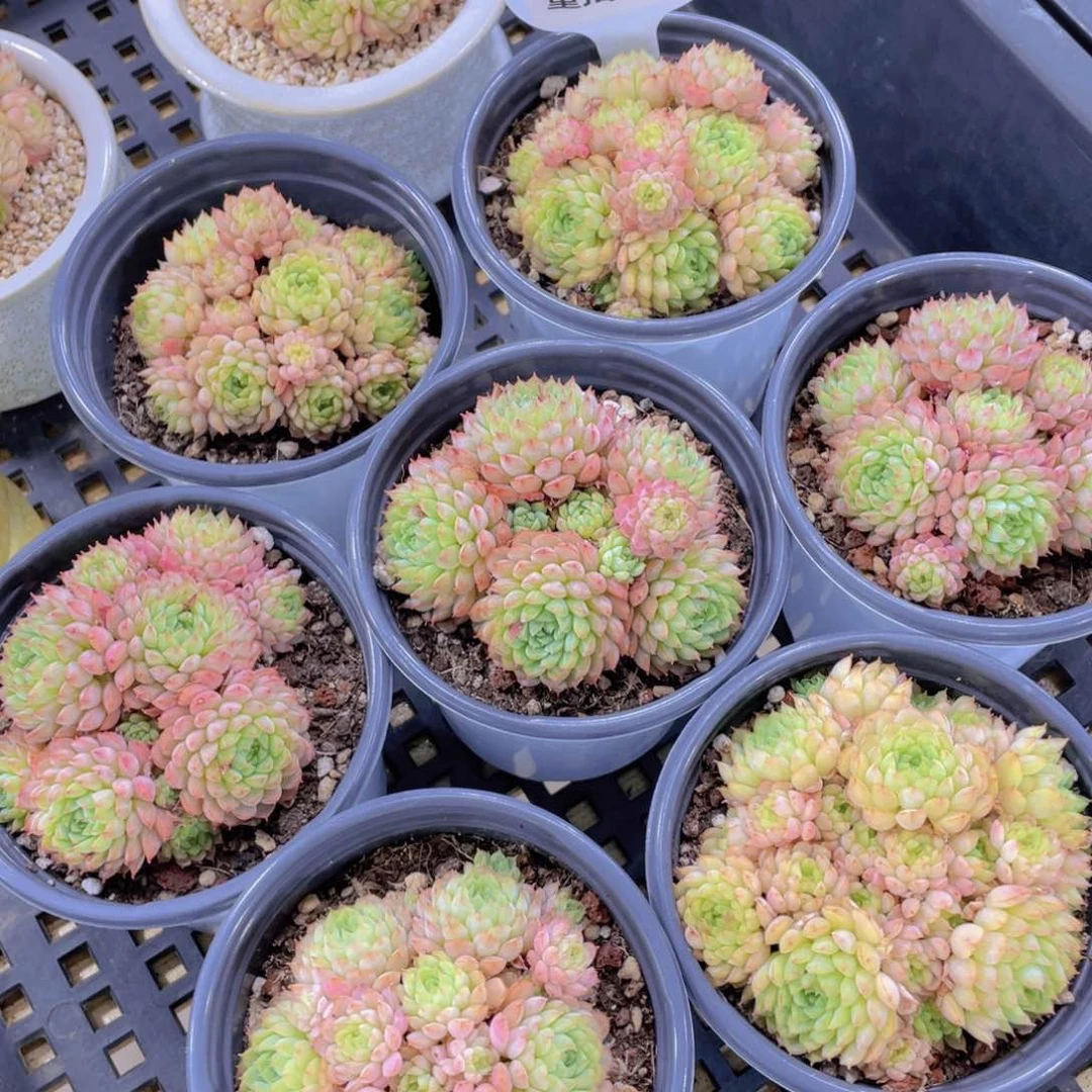 量拍36号 小红包捧花多头群一个