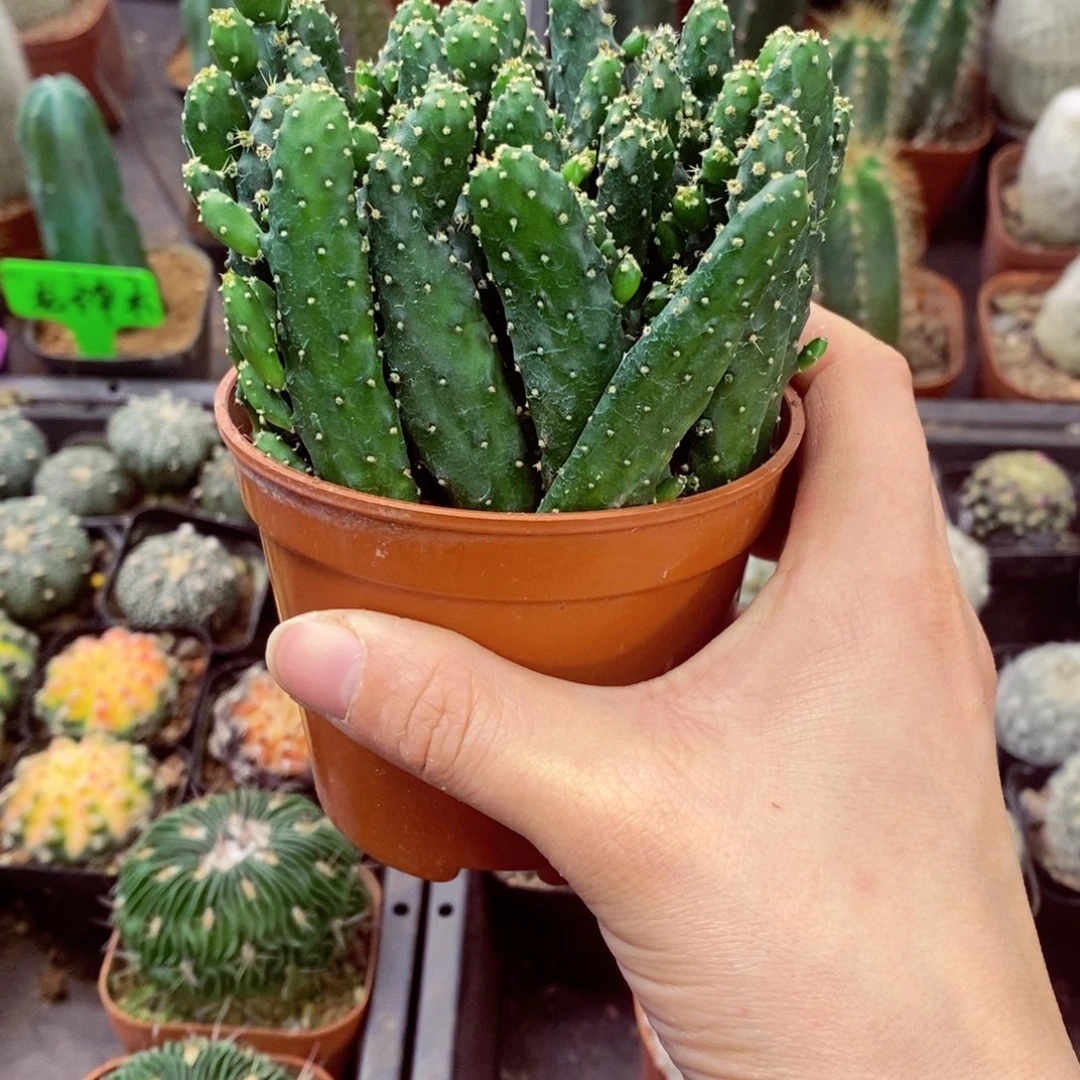 一物一拍一盆无售后