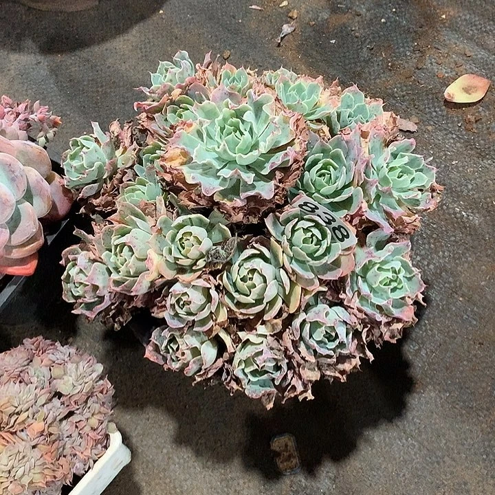 838 一物一拍多肉